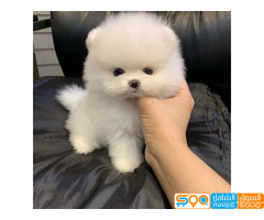 trained Pomeranian Puppies.  for sale
