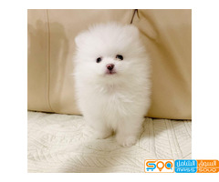 Adorable. Pomeranian Puppies for sale/WhatsApp text to +971 55 385 3946