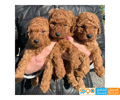 Adorable Toy poodle Puppies.  for sale