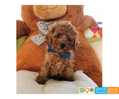 Friendly Toy poodle Puppies.  for sale