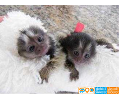 Finger marmoset Monkeys  for sale