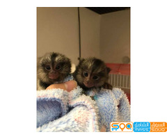 VACCINATED  marmoset Monkeys  for sale