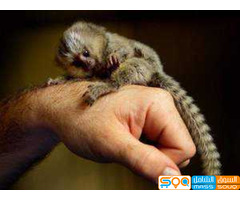 Affordable marmoset Monkeys  for sale