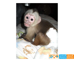Healthy  and cute  Capuchin  Monkeys  for sale