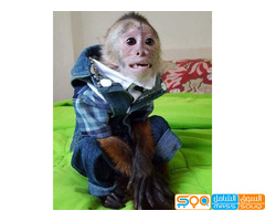 trained Capuchin Monkeys  for sale