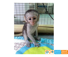 Socalised Capuchin Monkeys  for sale