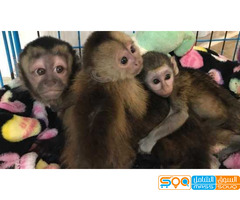 Beautiful Capuchin Monkeys  for sale