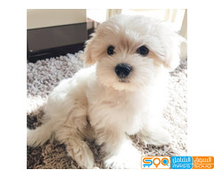 Cute maltese Puppies  for sale