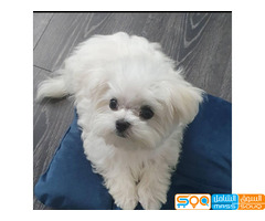 quality maltese Puppies  for sale