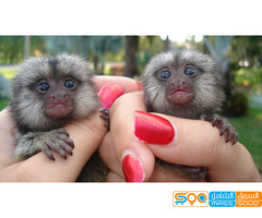 Home Trained Finger Marmoset Monkeys for sale