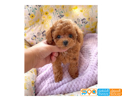 Toy poodle puppies for sale.. ONLY 4 puppies LEFT!! - صورة 1