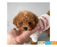 Toy poodle puppies for sale.. ONLY 4 puppies LEFT!! - صورة 2