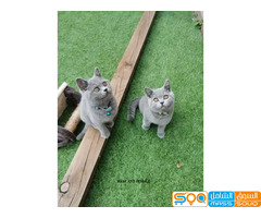 trained male and female British Shorthair Kittens for sale