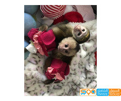 Cute  Capuchin Monkeys for Sale