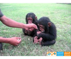 Chimpanzee Monkeys for Sale