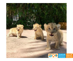 Home Trained Lions Cubs for sale