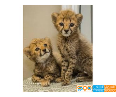 Male and Female Tigers, Cheetah Cubs For Sale