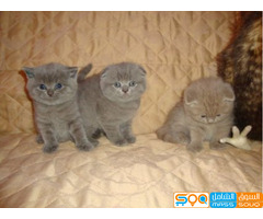 Cute Scottish Fold Kittens sale
