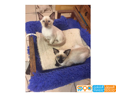 Adorable Siamese kittens for sale